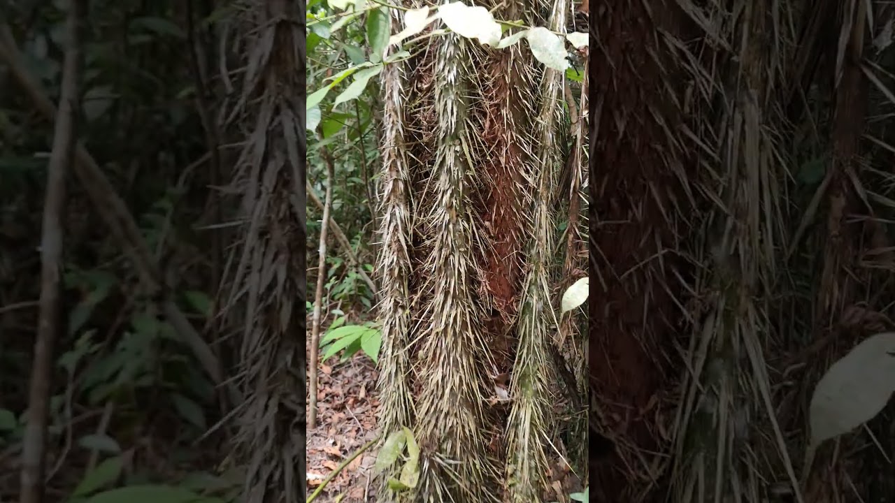 Conociendo el arbol de la chambira 