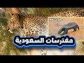 هل رأيت هذه الحيوانات في السعودية من قبل الحياة البرية