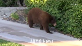 Mother bear and two cubs look for somewhere cool to hang out in Arcadia.