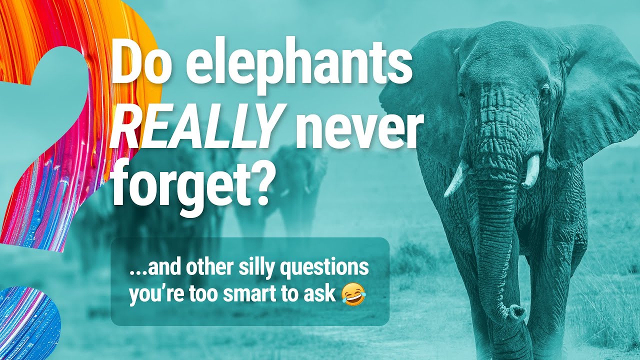 Do Elephants REALLY Never Forget Silly Questions Part 2 Sunday s do-elephants-really-never-forget-silly-questions-part-2-sunday-s