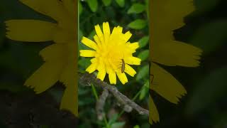 Close-up macro video of flower/insect filmed in the Moroccan. Pure wild nature, no filters