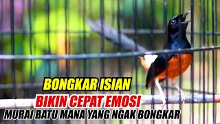 Download Lagu PANCINGAN MURAI BATU GACOR BONGKAR VARIASI ISIAN INI 100% AMPUH BIKIN EMOSI CEPAT BONGKAR ISIAN MP3