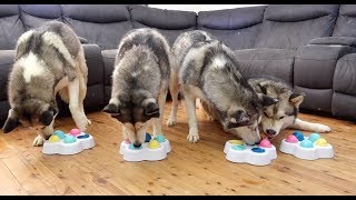 TESTING MY 4 HUSKIES' INTELLIGENCE | DOG IQ PUZZLE TEST | DOG TREAT PUZZLES! screenshot 5