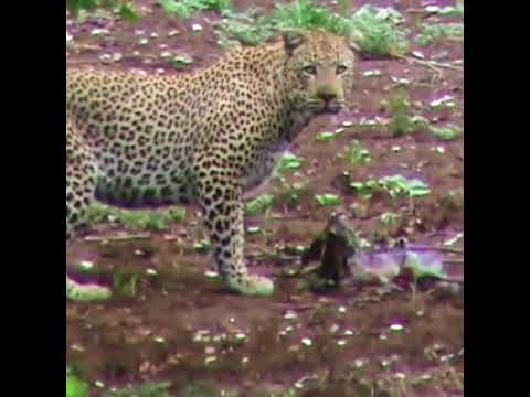 Onça pintada comendo veado recém nascido