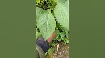 Thumbnail of Pakan Gratisan Ikan Nila #shorts