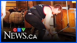 Annual Shearing Day kicks off in Cambridge