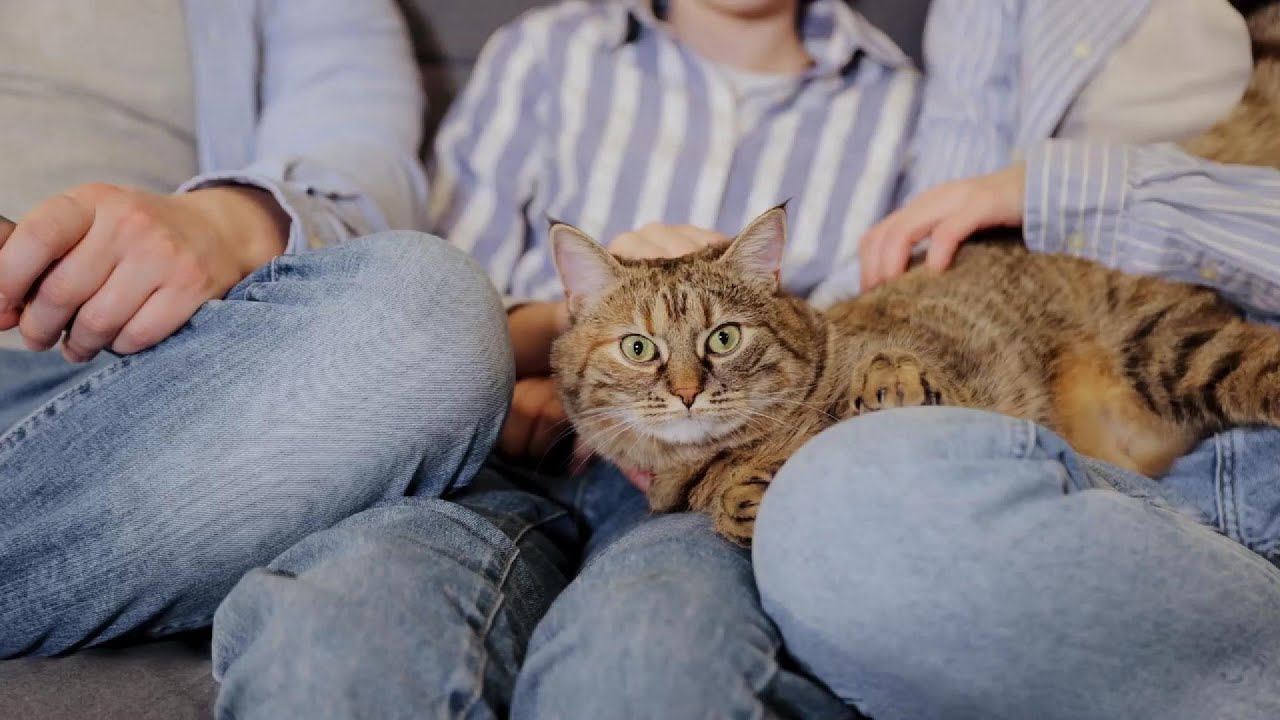 Do Cats Remember People 🐾