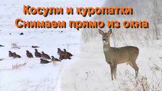 Косули и куропатки. Снимаем прямо из окна.