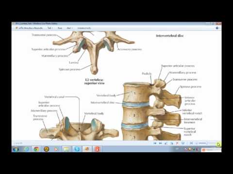 กายวิภาคศาสตร์ กระดูกสันหลัง ตอน ๑