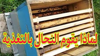 لماذا يلجأ النحاّل لتغذية النحل بالمحلول السكري 
و هل هذا يعتبر غش  كما يعتقد البعض ? ؟