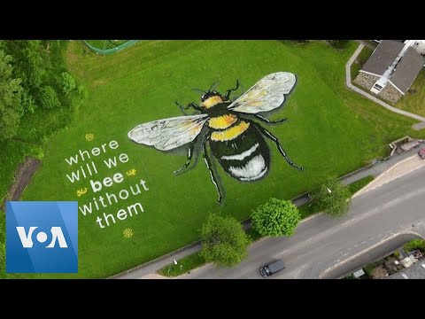 Drone Shows Giant Bee Mural on World Bee Day