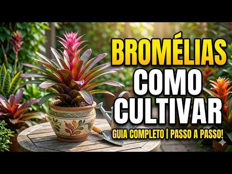 BROMELIAS COMO CUIDAR