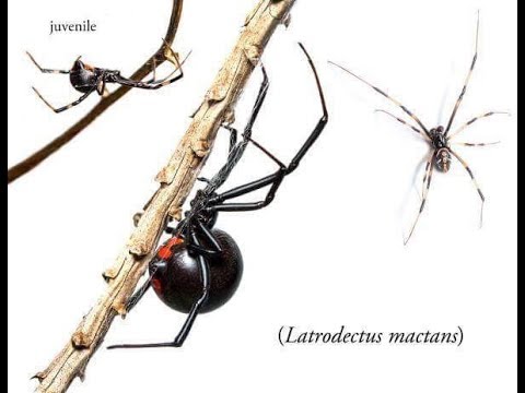 Le Labyrinthe des Insectes et la Veuve noire - YouTube
