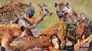 Brutal Hyenas Eat Impala Alive in Epic Battle - Hyena Vs Impala