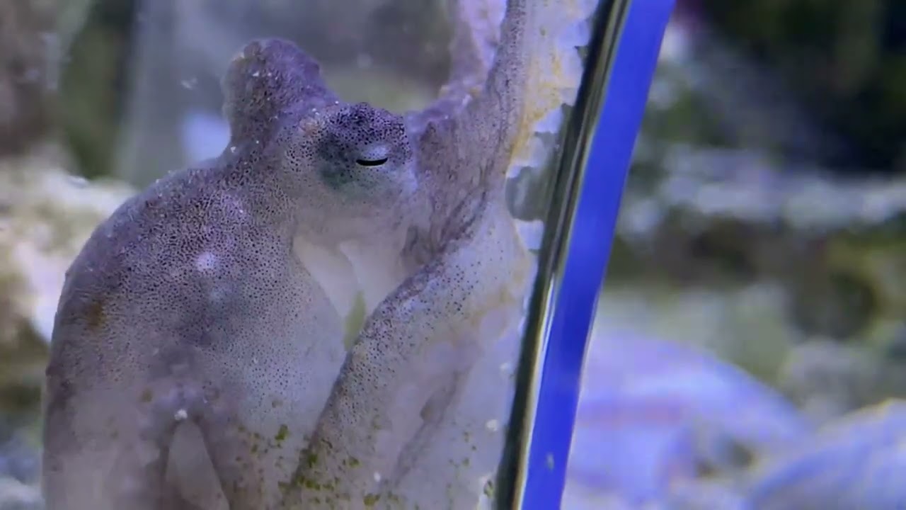 bimac octopuses (2nd generation) at 4 months | Cephalopod Care