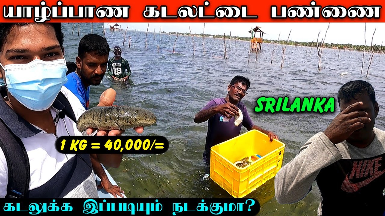 யாழ்ப்பாண மீனவருக்கு இப்படி ஒரு நிலைமையா? கடலட்டை பண்ணை | Jaffna Sea  Cucumber Farm #sea_cucumber - YouTube