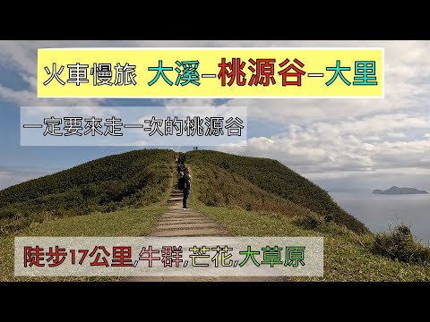 火車慢旅 2024草嶺古道芒花季-桃源谷大縱走賞芒花之旅 ep170『這次從大溪車站上桃源谷,灣坑頭山,遠眺龜山島,福隆海岸,沿途看到好多牛群,從草嶺古道,埡口下大里天公廟,大里車站滿滿的人潮』