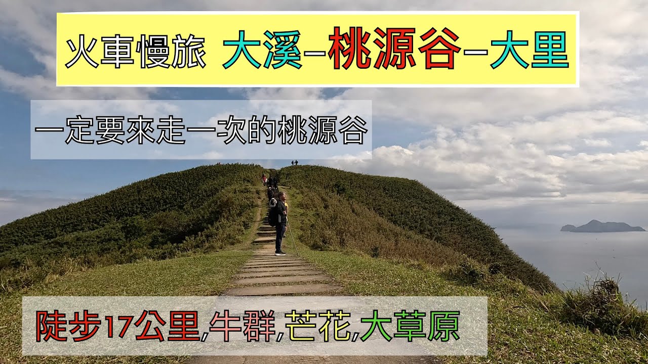 火車慢旅 2024草嶺古道芒花季-桃源谷大縱走賞芒花之旅 ep170『這次從大溪車站上桃源谷,灣坑頭山,遠眺龜山島,福隆海岸,沿途看到好多牛群,從草嶺古道,埡口下大里天公廟,大里車站滿滿的人潮』