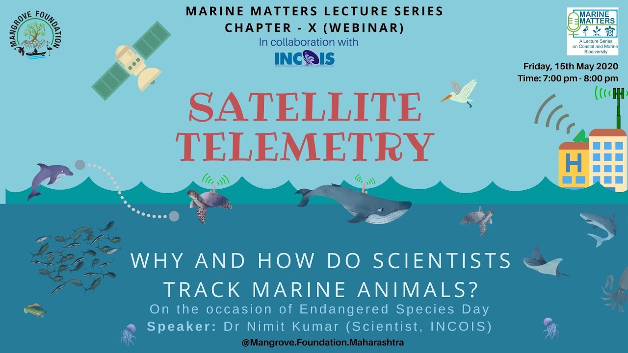 MarineMatters X (Webinar) -Satellite Telemetry: Why and how do scientists track marine animals?