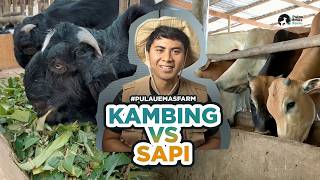 Goat Farming vs. Cattle Farming, Which Is More Profitable? #pulauemasfarm