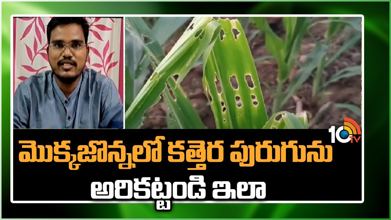 మొక్కజొన్నలో కత్తెర పురుగును అరికట్టండి  ఇలా | Fall Armyworm Management in Corn Crop | Matti Manishi