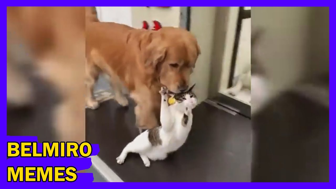 Belmiro Memes: Melhores dublagens engraçadas da semana 38