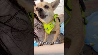 [물 싫어 강아지] #강아지 #dog