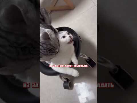 Видео с кошками и хомяками🐹 кого выбрать, кошку или хомяка? #яХрумка #хомяк #хомяки #кошки #коты