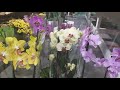 Обзор орхидей NEO FLORA  Воронеж 29 апреля 2022