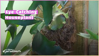 Staghorn Fern - How to Mount | Volunteer Gardener screenshot 5