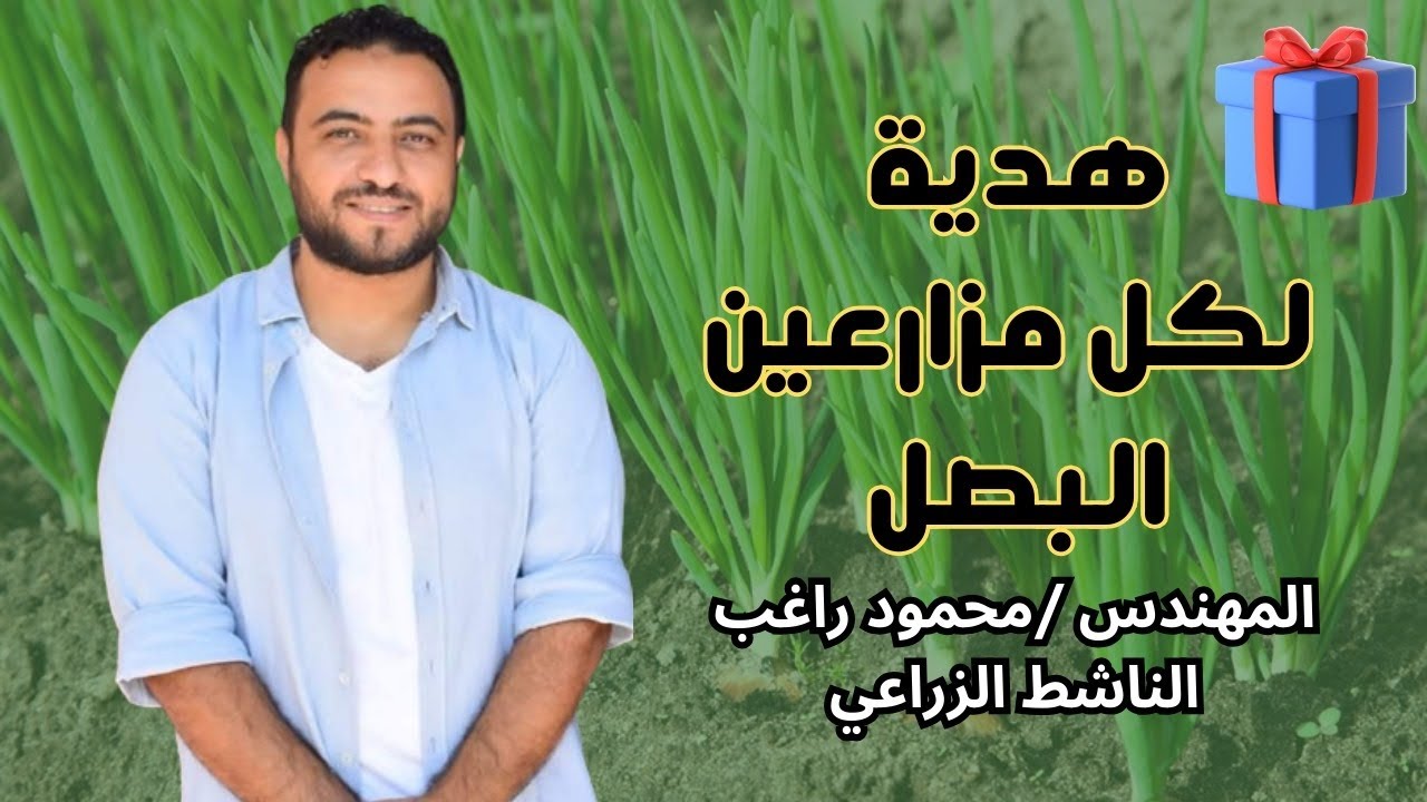 مزارعين محصول  البصل| الناشط الزراعي