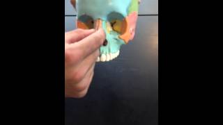 Lacrimal Bones, Nasal Bones, Vomer, & Inferior Nasal Conchae