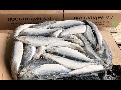 Сельдь атлантическая (Фарерские острова). Обзор.
