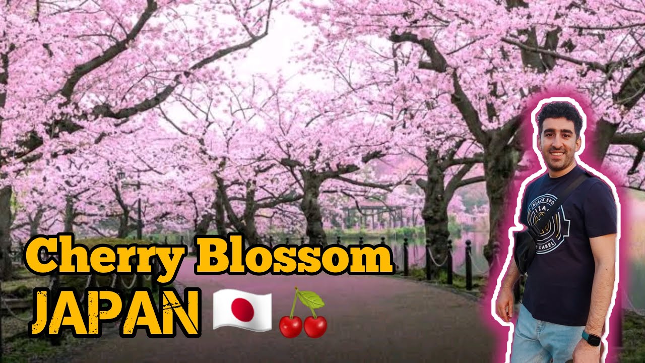 japan cherry blossoms 2023 - best early sakura near tokyo