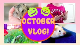 October Vlog L Updates, Fall Clips, And Hamsters