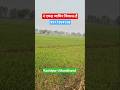 4 Acre Agriculture land for sale Kashipur Uttarakhand #uttarakhand #property #agriculture