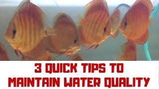 3 Quick Tips to Maintain your Water Quality - Discus Fish