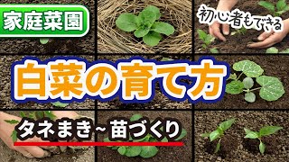 #2.【初心者もできる】白菜の育て方【タネまき~苗づくり】