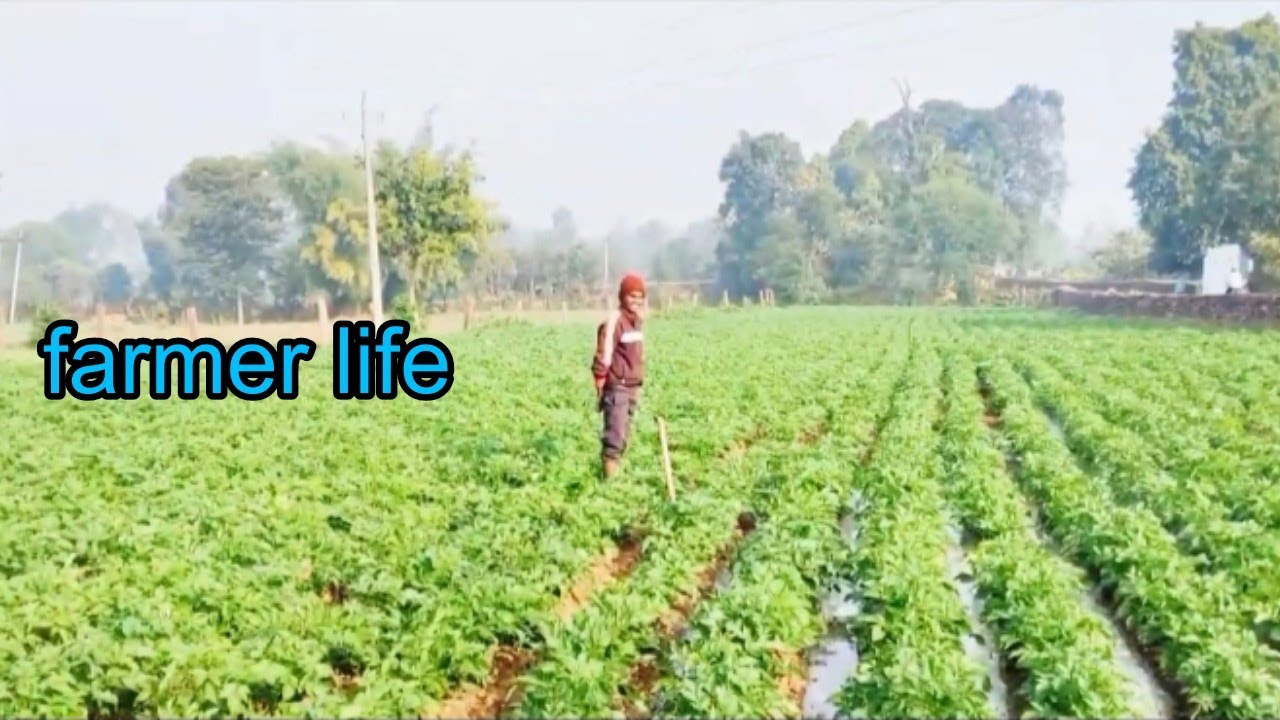 Chhotu laga raha hai khet me pani // farmer life// new vlog 