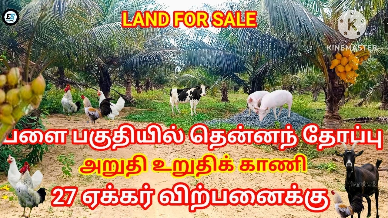 Coconut grove land for sale in Palai area பளை பகுதியில் தென்னந் தோப்பு காணி விற்பனைக்கு 