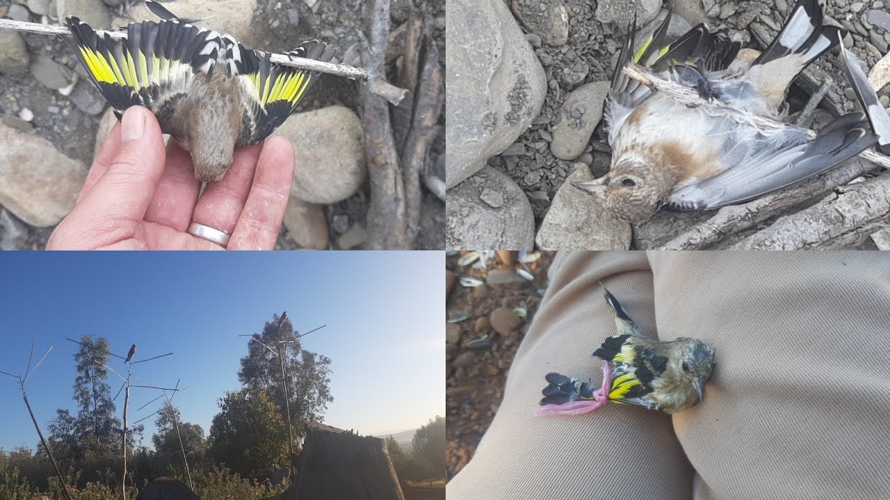 احسن صيد فرخ طائر الحسون في البرية صيد بكمية بطريقة بدائية