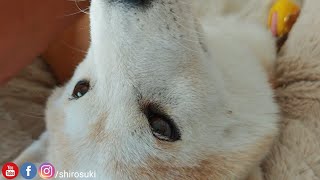 Download Lagu Some belly rubs for Suki - it's important to let her know she's always loved MP3