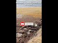 рџЊїрџЊЉSARGASSUM ARRIVAL ALERT 2025 рџ Martinique Le Vauclin Pointe Faula рџЊїрџЊЉSARGASSUM ARRIVAL ALERT 2025 рџ Martinique Le Vauclin Pointe Faula