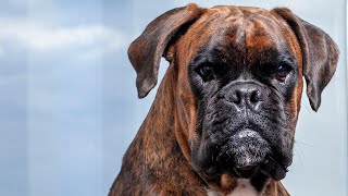 Boxer Dogs and Eye Health: Recognizing the Symptoms? What Can You Do?