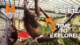 Baby Kiwi &amp; Sibu Get to Exploring | Monkey Life Season 18 EP 12 | Monkey Life