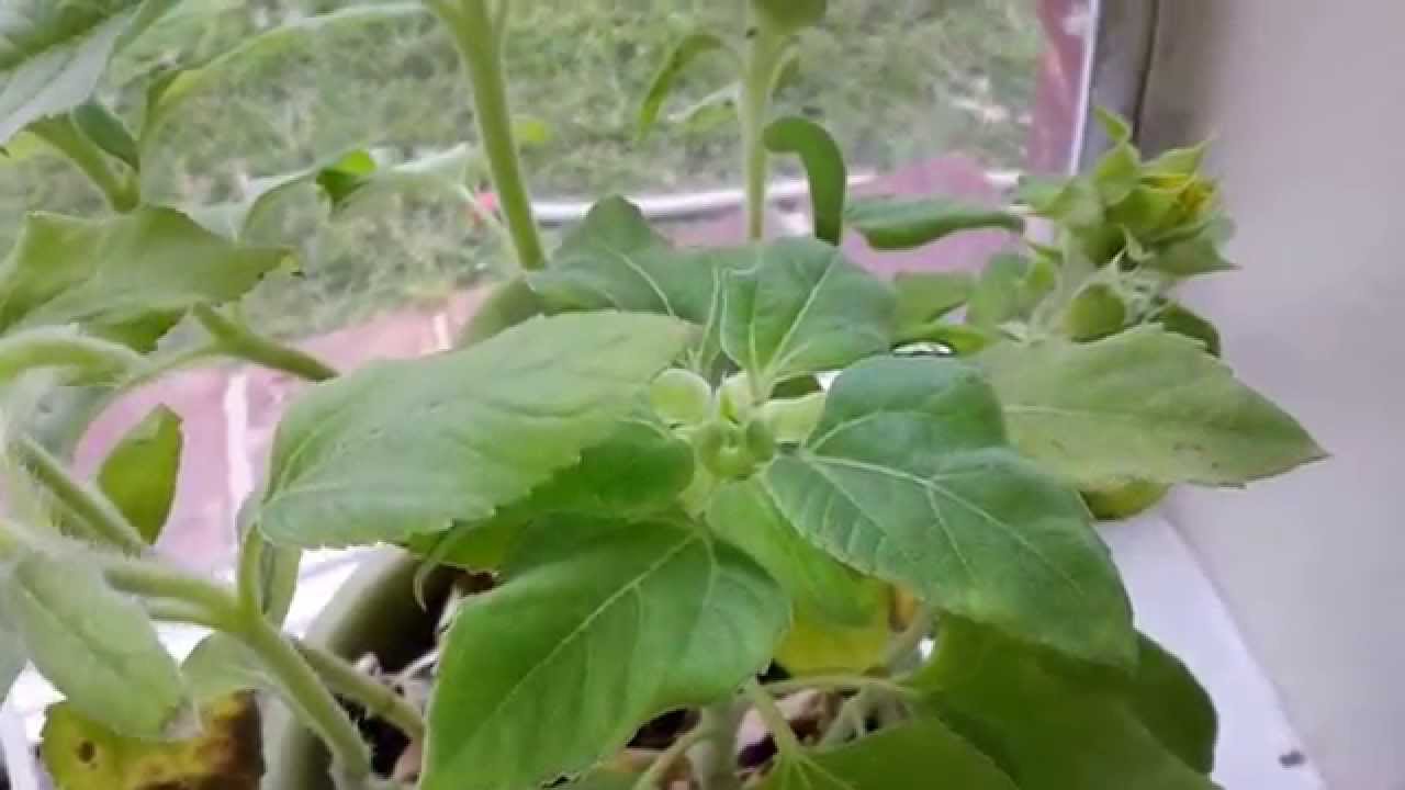 Buzzy Seed Grow Kit (31115) YouTube