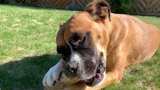 Video-Test Apple iPhone XS | 4k 60fps