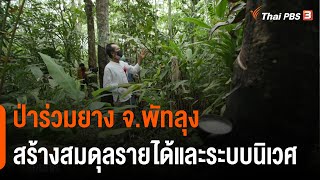 ป่าร่วมยางสร้างสมดุลรายได้และระบบนิเวศ จ.พัทลุง (17 มี.ค. 65)