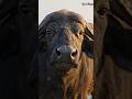 buffalo walking in the field suddenly fell into the mud😭 4k HDR edits 🔥#viral #ai #shorts #trending