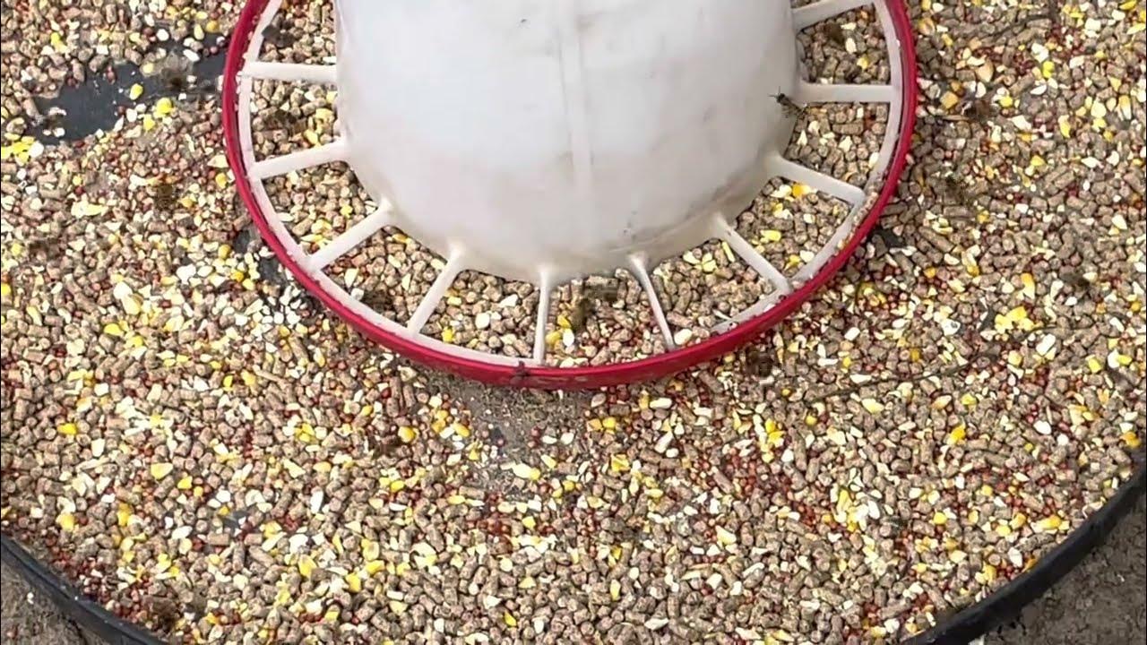 Why Are Honey Bees Attracted To Chicken Feed YouTube why-are-honey-bees-attracted-to-chicken-feed-youtube